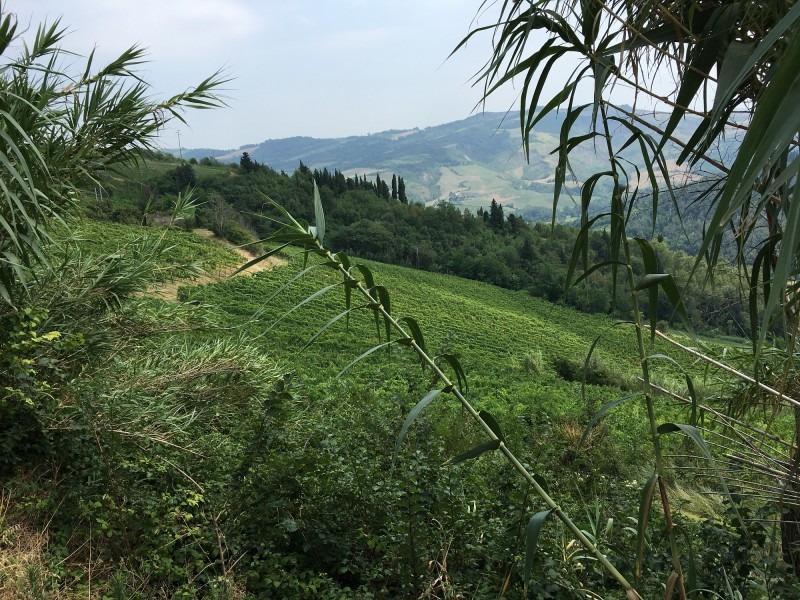 OSTERIA ERBALUCE, ROMAGNA SANGIOVESE: NEL CUORE DELLE SOTTOZONE. MARTEDì 3 OTTOBRE